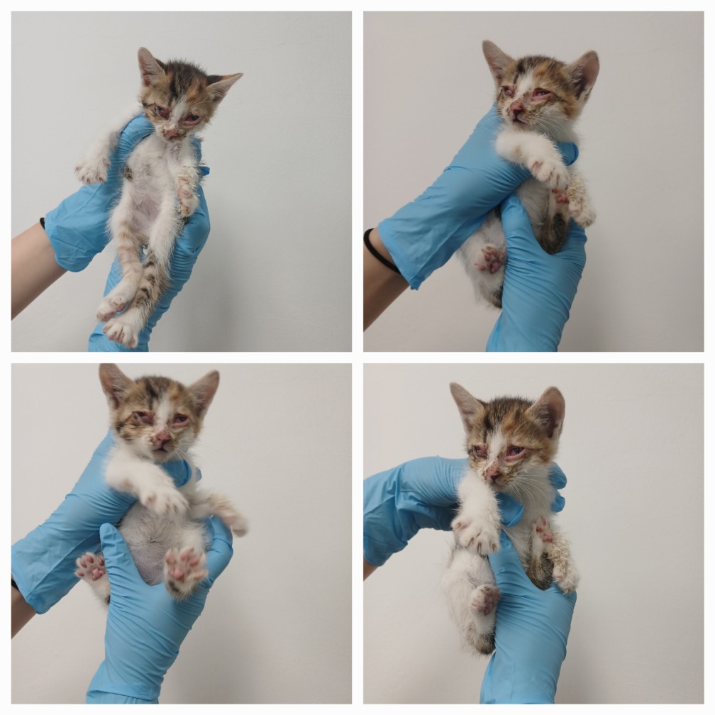 [고양이] 한국 고양이 충남-천안-2025-00305 유기동물 배경 이미지 입니다.